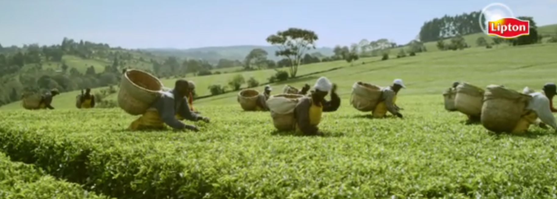 plantation de thé Kericho Lipton